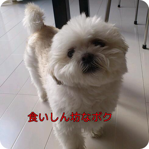 b0237894_9145032.png