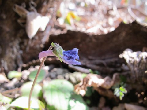 「宇佐6山」の高山を登る　2012.2.12_a0166196_21531947.jpg