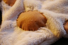 猫ちゃん_f0106597_2474978.jpg