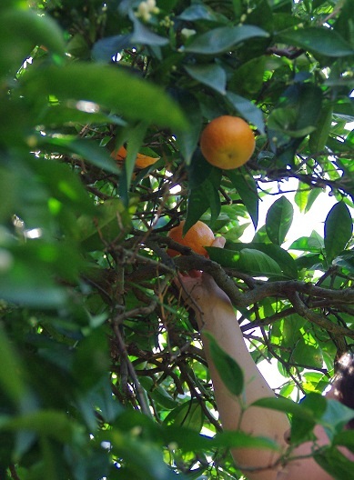 f0038904_2432614.jpg