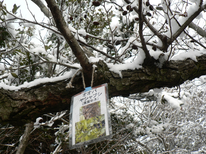 老齢者の登山に思う_f0219710_12594554.jpg