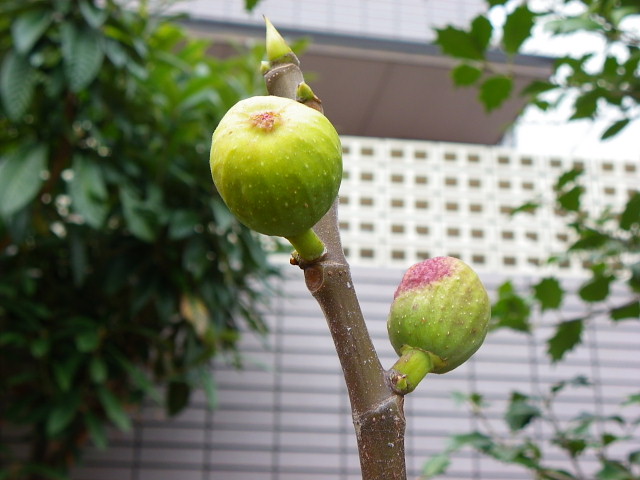 岡本の花など_a0037019_612744.jpg