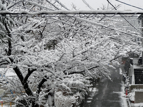 福岡市内も雪　2012年2月19日_a0129233_1211558.jpg