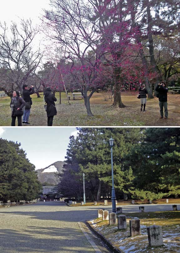 京都御苑の梅の開花情報⓶　（2月19日）_c0184737_19554044.jpg