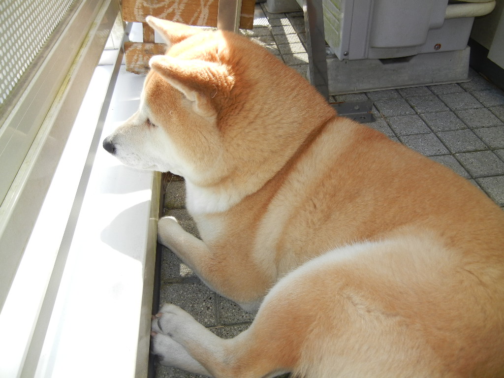 2012年2月19日(日)今日はオレンジの花!_f0060461_1141424.jpg