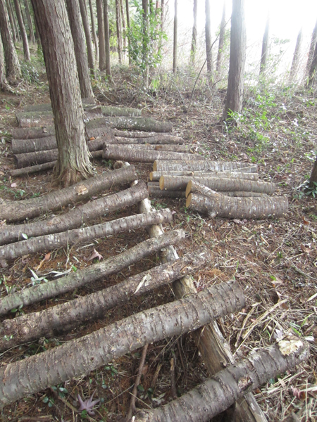 きのこの原木栽培_d0231263_22275079.jpg