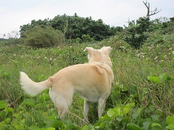 小動物の憂鬱_e0096370_1732735.jpg