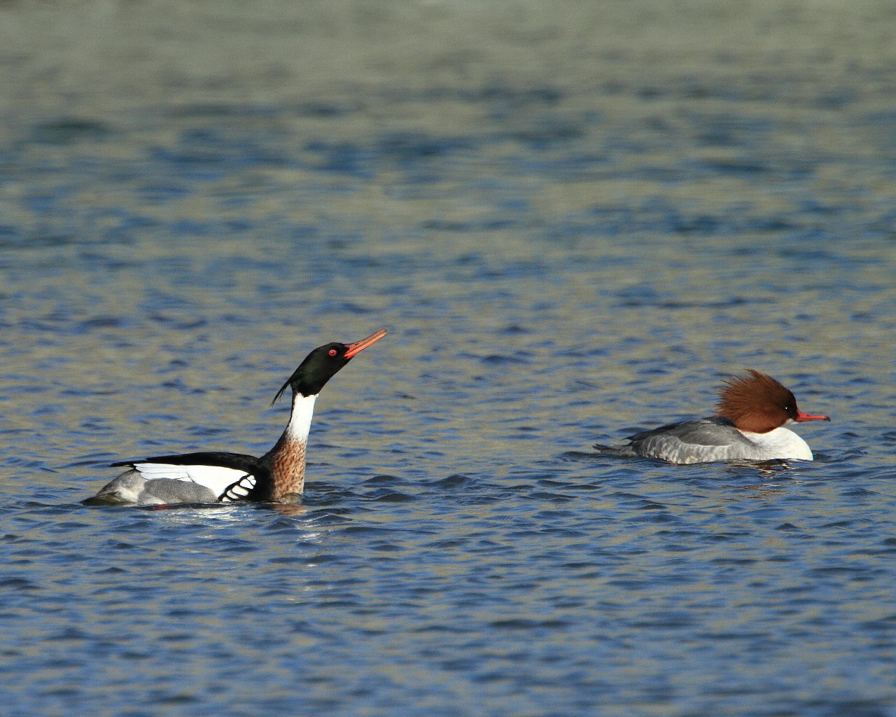 コウライアイサ、ウミアイサ、カワアイサの3種のアイサの集合写真?_f0105570_2153674.jpg