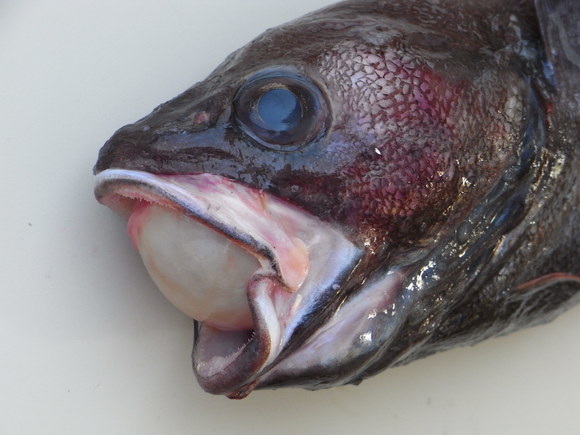ドンコふたたび エゾイソアイナメ 1218 きたえもんの お魚ブログ ドンコふたたび エゾイソアイナメ 1218 きたえもんの お魚ブログ