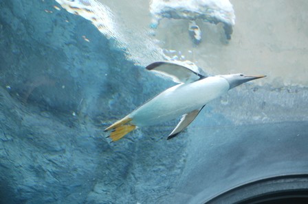 冬の北海道旅行＜２日目その１＞雪の旭山動物園_b0236985_2246151.jpg