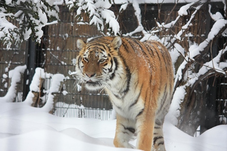 冬の北海道旅行＜２日目その１＞雪の旭山動物園_b0236985_235896.jpg