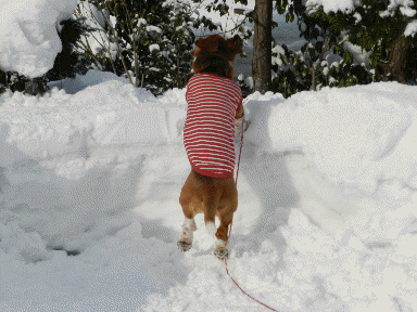 f0205887_17412024.gif