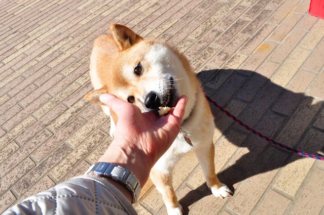 かぼすちゃんとおさんぽ。_a0126590_21422993.jpg