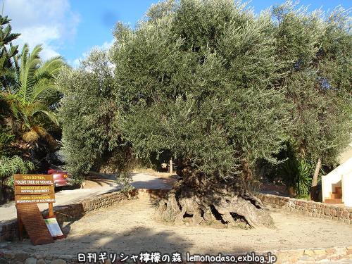 樹齢3000年の野生のオリーブの木　クレタ島_c0010496_20195518.jpg