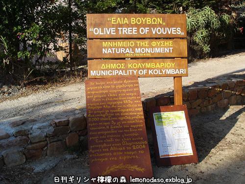 樹齢3000年の野生のオリーブの木　クレタ島_c0010496_20214657.jpg