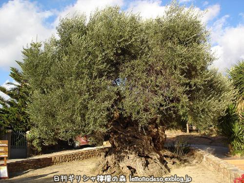 樹齢3000年の野生のオリーブの木　クレタ島_c0010496_20224490.jpg