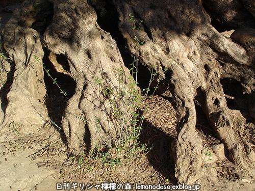 樹齢3000年の野生のオリーブの木　クレタ島_c0010496_20245213.jpg