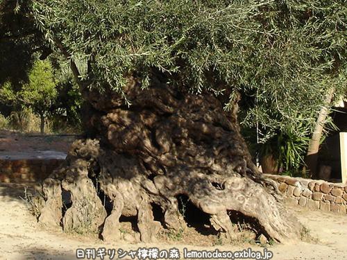 樹齢3000年の野生のオリーブの木　クレタ島_c0010496_20252026.jpg
