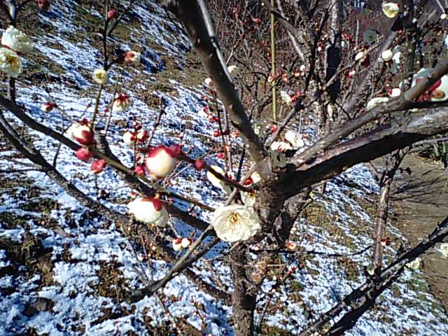 八堂山の紅白梅と橘・氷見地区の遠望と菜の花と石鎚山_f0231709_1591040.jpg