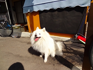 懐かしの名犬に・・・・出会いました_e0238112_732957.jpg