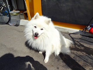 懐かしの名犬に・・・・出会いました_e0238112_7332696.jpg