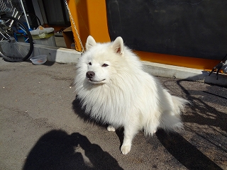 懐かしの名犬に・・・・出会いました_e0238112_7364214.jpg