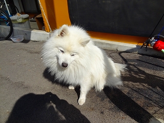 懐かしの名犬に・・・・出会いました_e0238112_7441331.jpg
