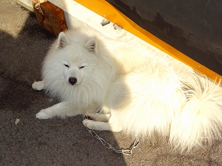 懐かしの名犬に・・・・出会いました_e0238112_7591472.jpg