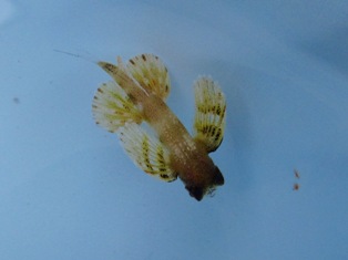 楽しい水面休息No.2_c0211615_23103964.jpg