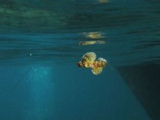 楽しい水面休息No.2_c0211615_23111773.jpg