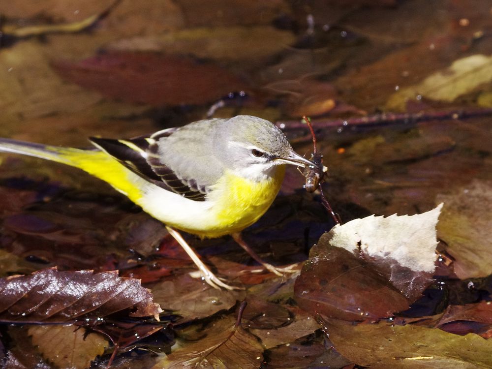 Grey Wagtail：キセキレイの餌獲りシ～ン_a0031821_14513487.jpg
