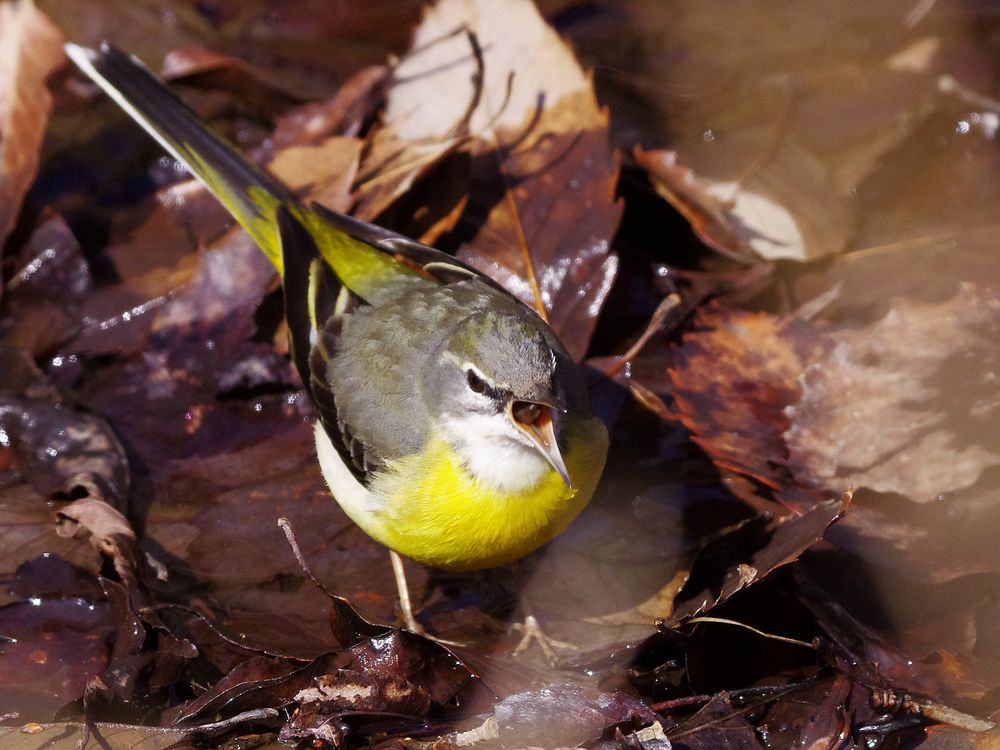 Grey Wagtail：キセキレイの餌獲りシ～ン_a0031821_14542546.jpg