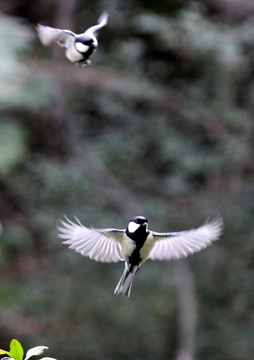 2012年2月20日　いつもの池のいつもの留鳥　ハクセキレイ・カイツブリ・ジョウビタキ・カワセミ_d0129921_2229373.jpg