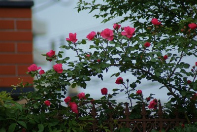 f0170524_1715956.jpg