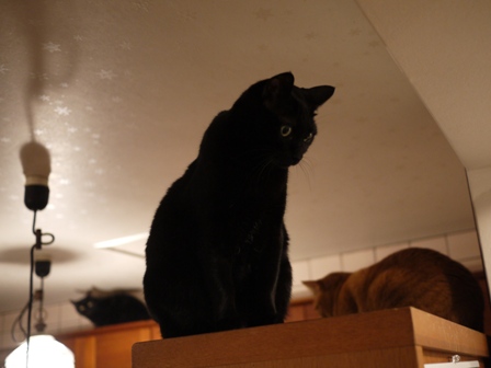 どきどき猫 のぇる編。_a0143140_2355033.jpg
