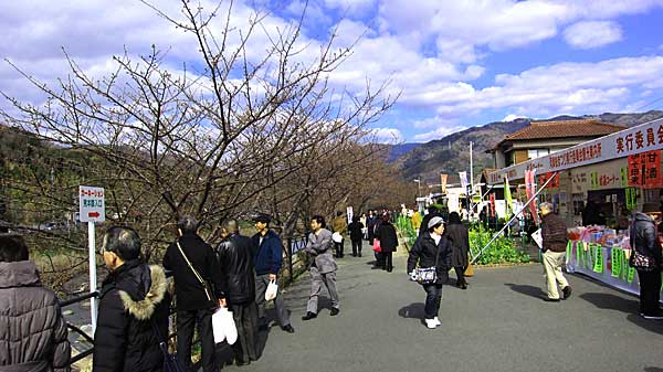 ２０１２年２月２０日の河津桜!!!\"_e0171843_1532786.jpg