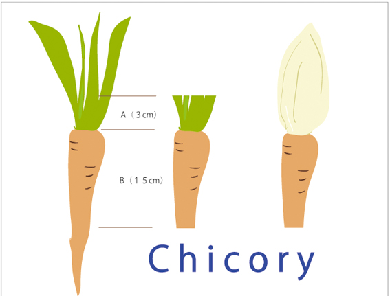 チコリの軟白栽培 その１ 新 こ ん な 日 々