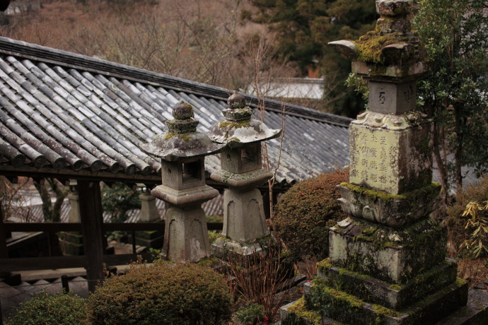 長谷寺 登廊と冬牡丹_a0176855_00840.jpg