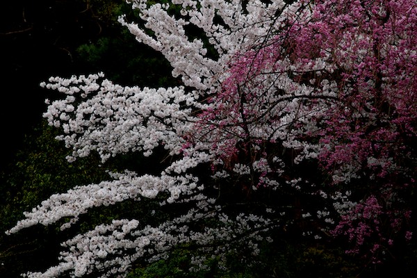 華の京都　#5_e0122855_21504547.jpg