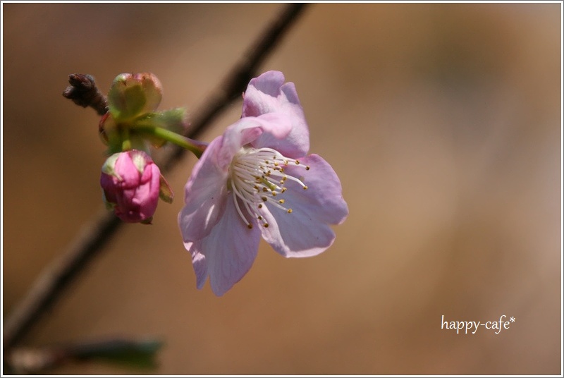 春を告げる河津桜♪_a0167759_0195048.jpg