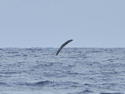b0033573_21533968.jpg