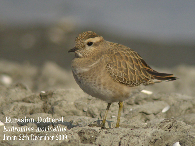 コバシチドリ　Eurasian Dotterel_c0071489_1217271.jpg