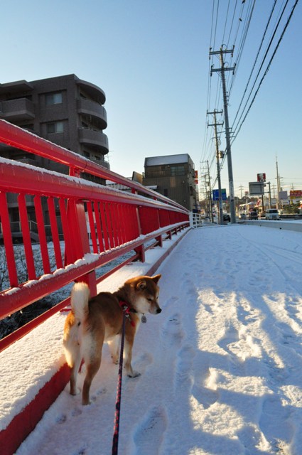 かぼちゃんと雪のお散歩_a0126590_2224937.jpg
