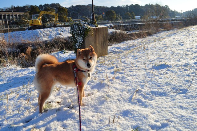 かぼちゃんと雪のお散歩_a0126590_2233021.jpg
