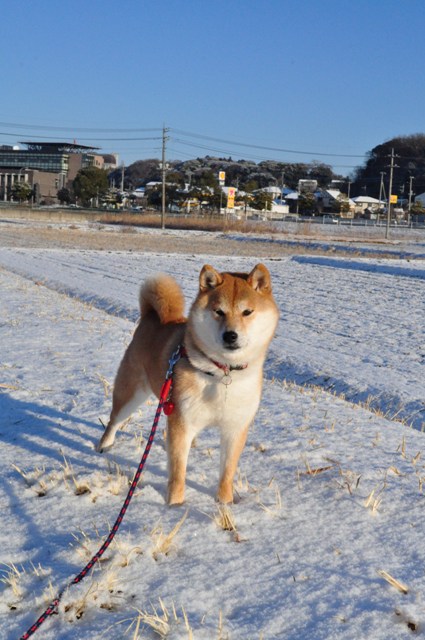 かぼちゃんと雪のお散歩_a0126590_2275514.jpg