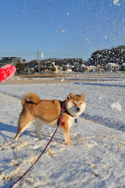 かぼちゃんと雪のお散歩_a0126590_2284489.jpg