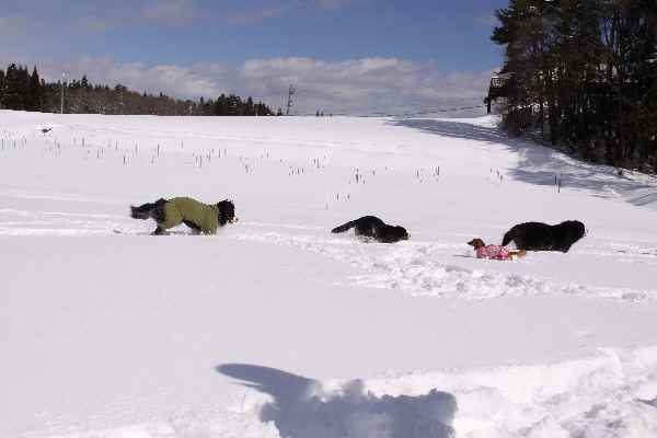 雪原編_b0158390_1313420.jpg