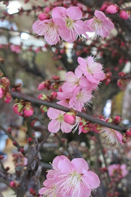 御座敷梅（梅花園）・千寿の楽しい歴史_a0137997_2055814.jpg