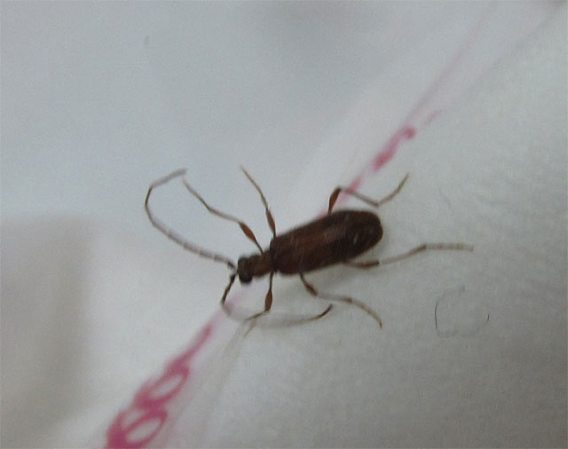 室内で小さな焦げ茶色の虫を発見しました 昆虫ブログ むし探検広場