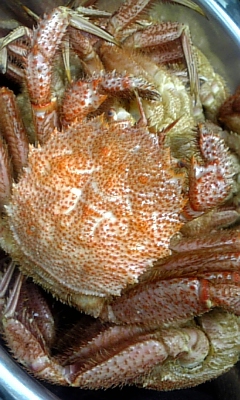 c0203514_1550613.jpg
